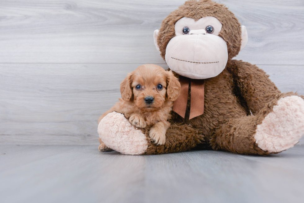 Popular Cavapoo Poodle Mix Pup