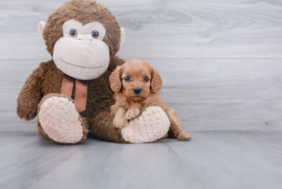 Adorable Cavoodle Poodle Mix Puppy