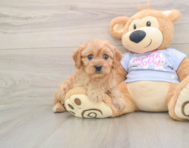 6 week old Cavapoo Puppy For Sale - Premier Pups