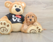 8 week old Cavapoo Puppy For Sale - Premier Pups