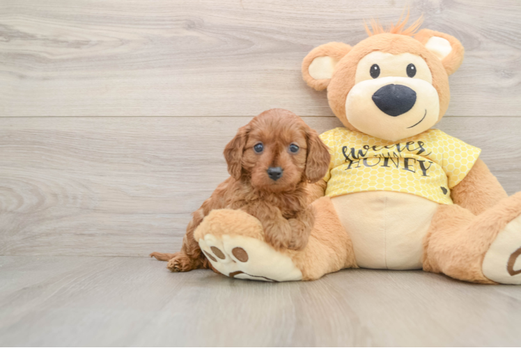 Best Cavapoo Baby