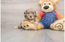 Cavapoo Puppy for Adoption