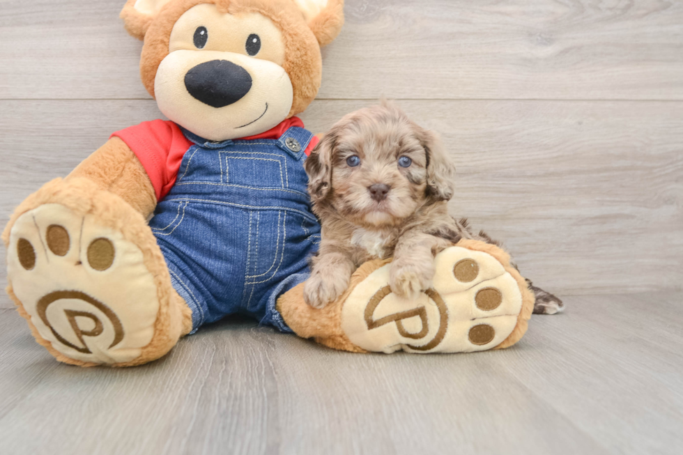 Cavapoo Puppy for Adoption