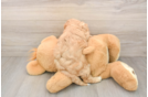 Popular Cavapoo Poodle Mix Pup