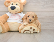 8 week old Cavapoo Puppy For Sale - Premier Pups