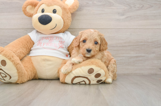 Best Cavapoo Baby