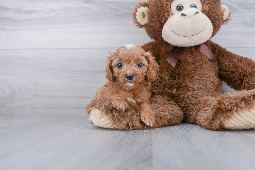 Little Cavoodle Poodle Mix Puppy