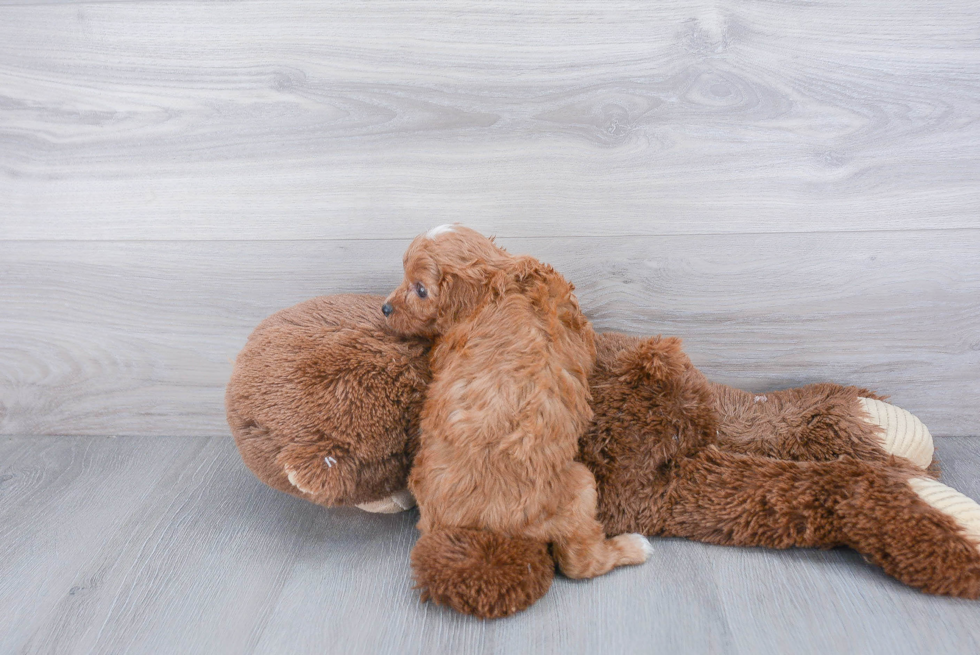 Energetic Cavoodle Poodle Mix Puppy