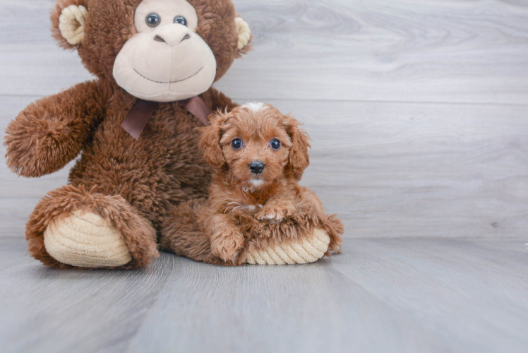 Cavapoo Puppy for Adoption