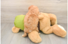 Friendly Cavapoo Baby