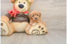 Funny Cavapoo Poodle Mix Pup