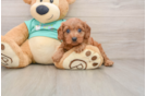 Cavapoo Puppy for Adoption