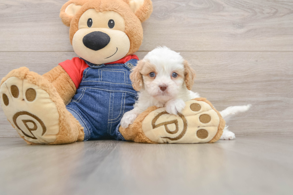 Best Cavapoo Baby