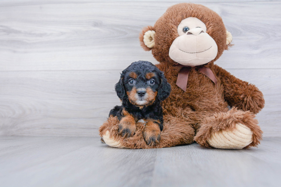 Popular Cavapoo Poodle Mix Pup