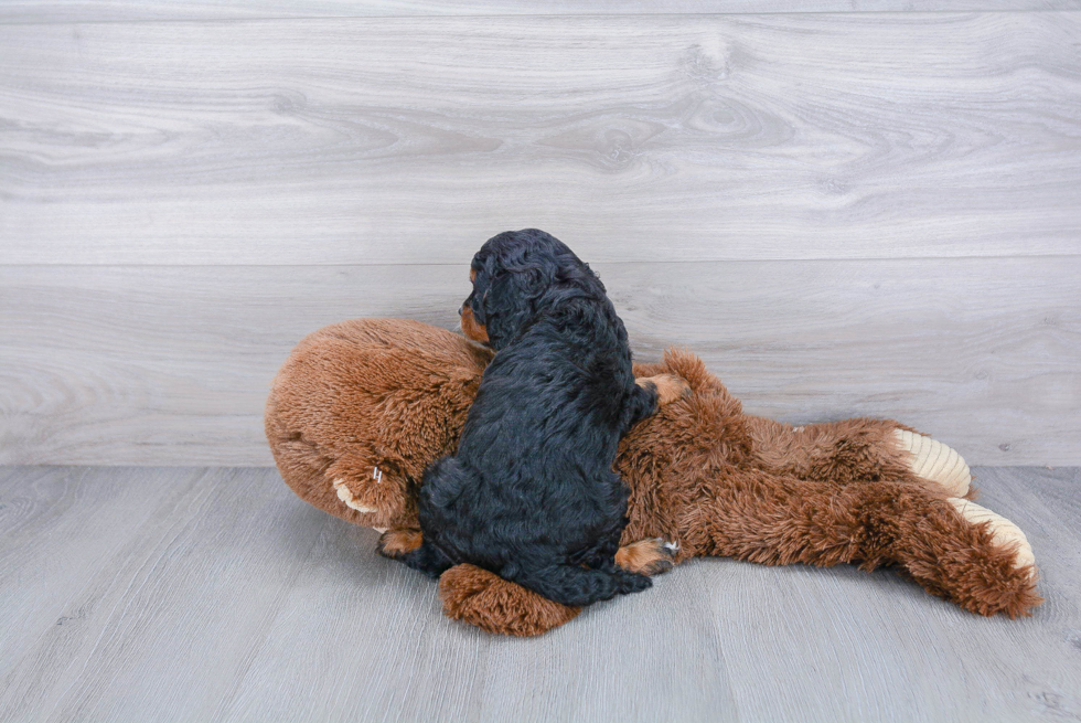 Smart Cavapoo Poodle Mix Pup