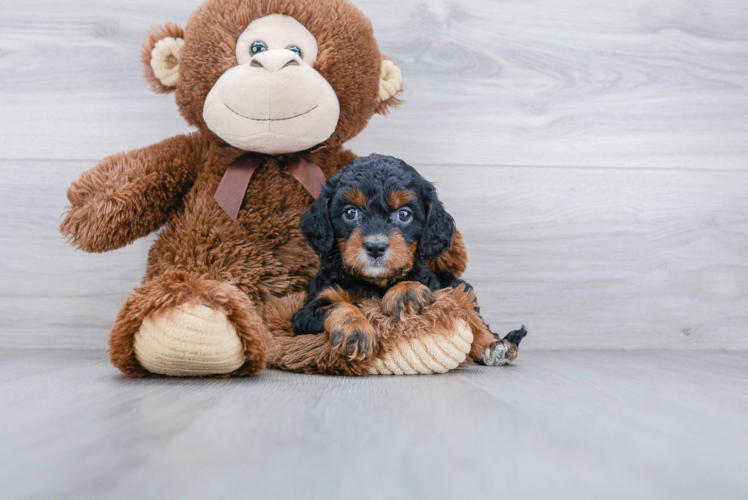 Cavapoo Pup Being Cute