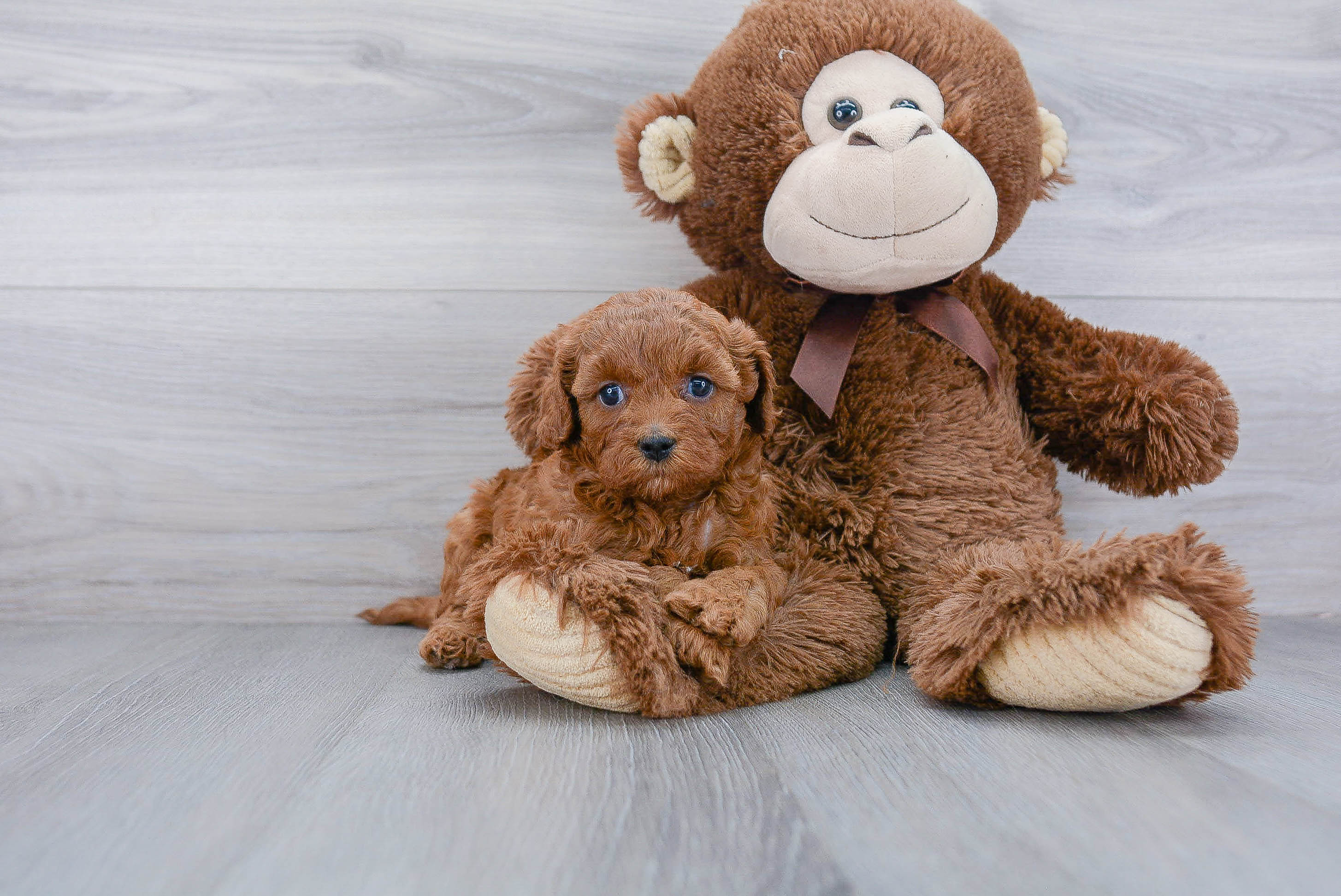 Best Cavapoo Baby