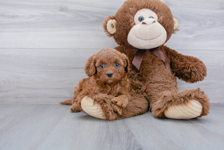 Best Cavapoo Baby