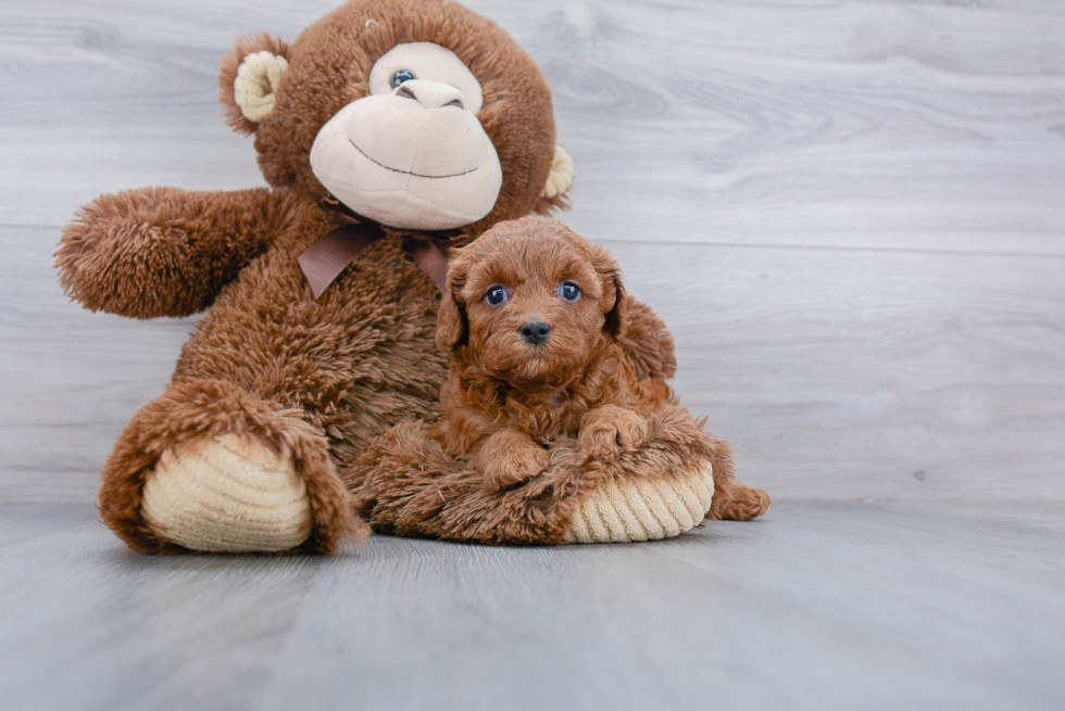 Smart Cavapoo Poodle Mix Pup