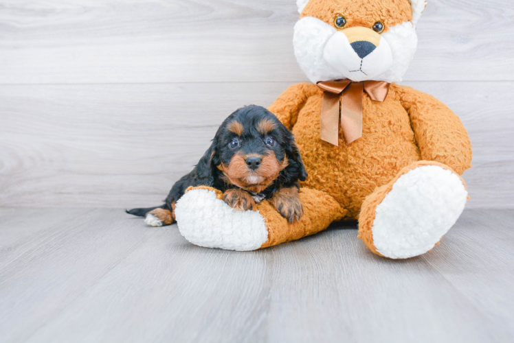 Cute Cavapoo Baby