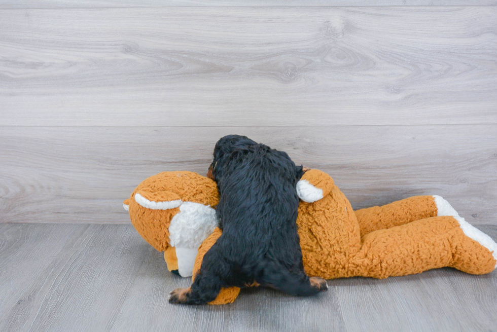 Little Cavoodle Poodle Mix Puppy