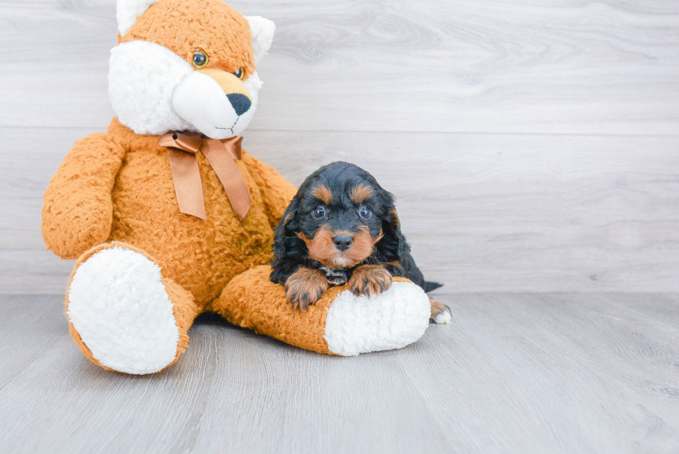 Best Cavapoo Baby