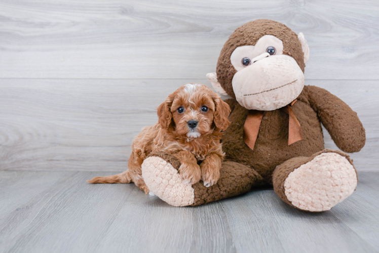 Best Cavapoo Baby