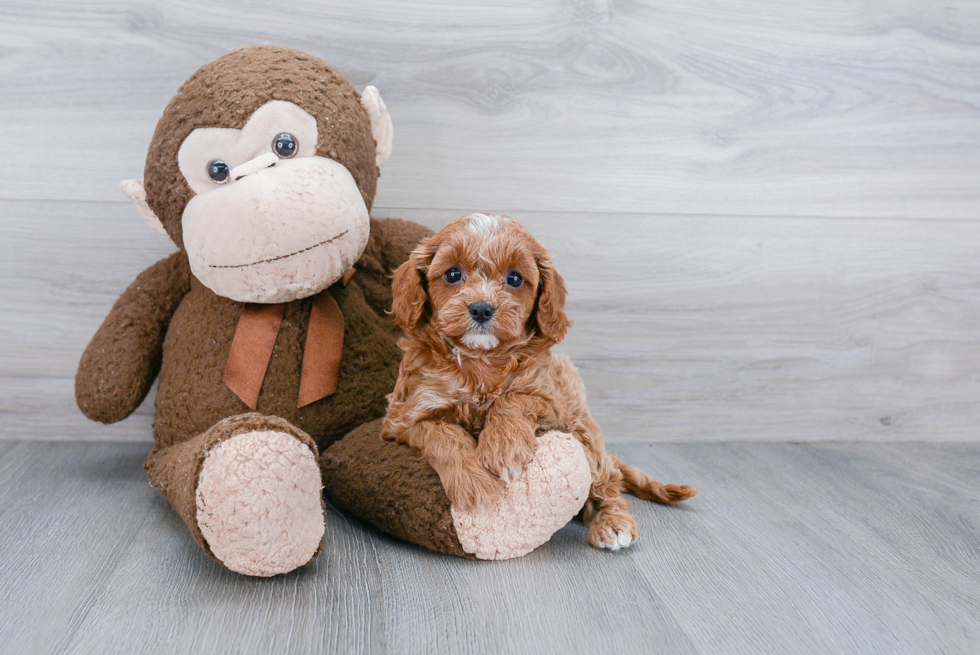 Happy Cavapoo Baby