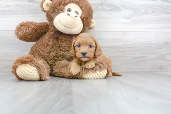 Cavapoo Pup Being Cute