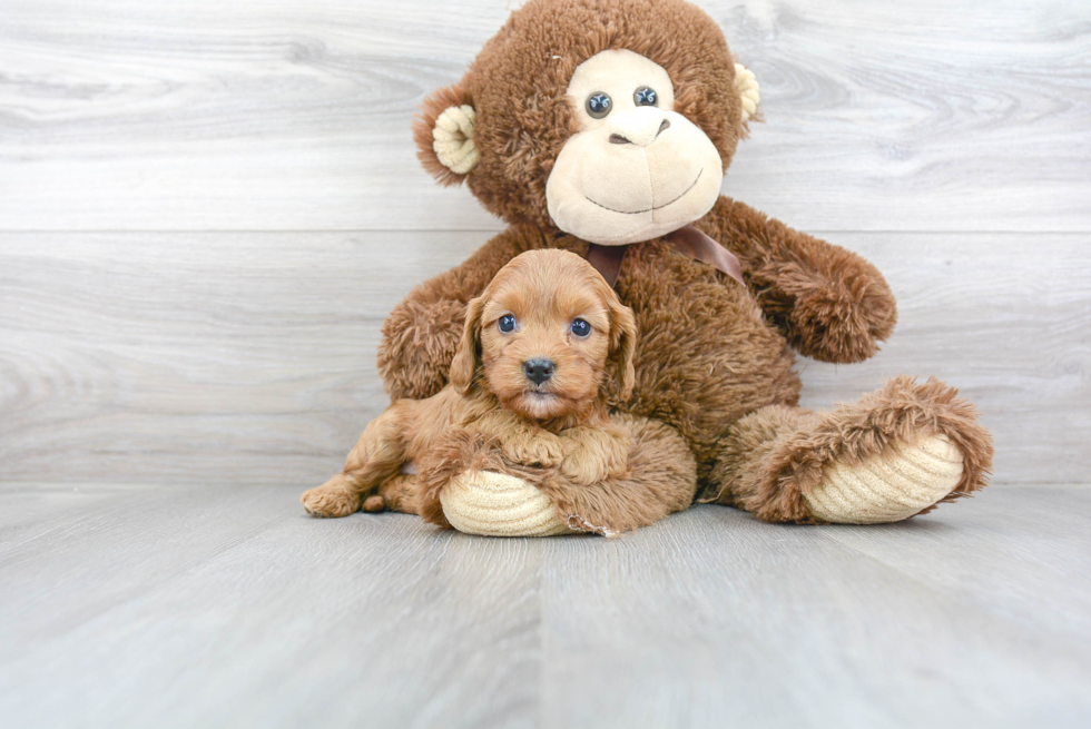 Sweet Cavapoo Baby