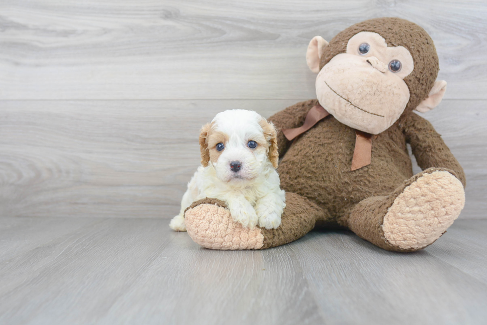 Energetic Cavoodle Poodle Mix Puppy