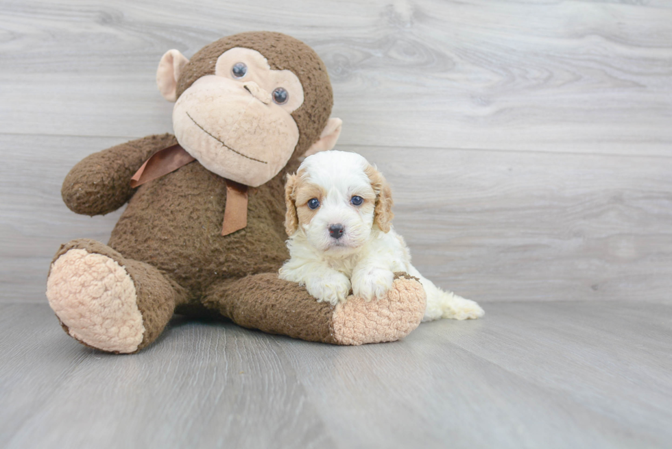 Little Cavoodle Poodle Mix Puppy