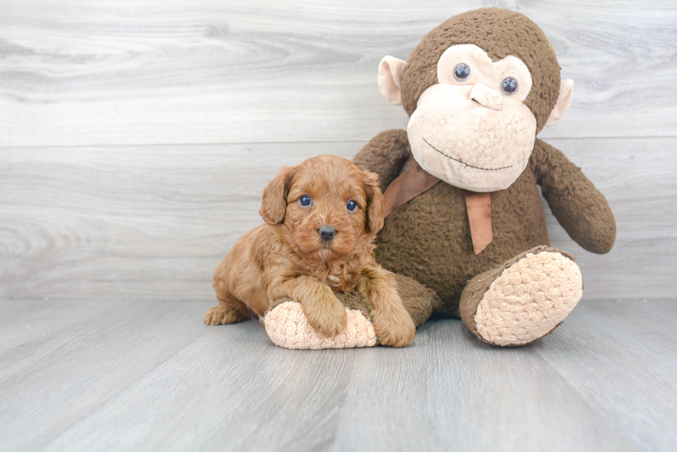 Cavapoo Pup Being Cute