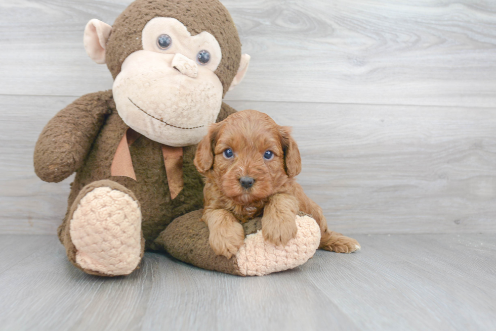 Adorable Cavoodle Poodle Mix Puppy