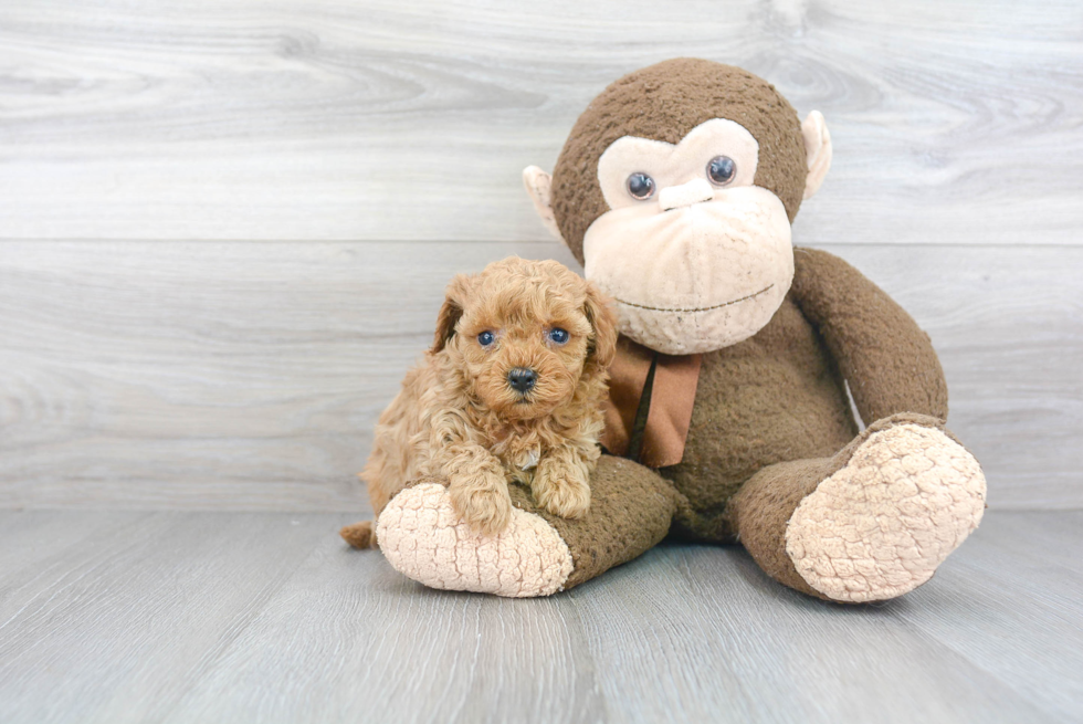 Sweet Cavapoo Baby