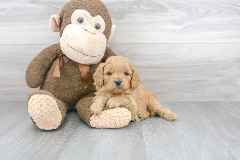 Cavapoo Pup Being Cute