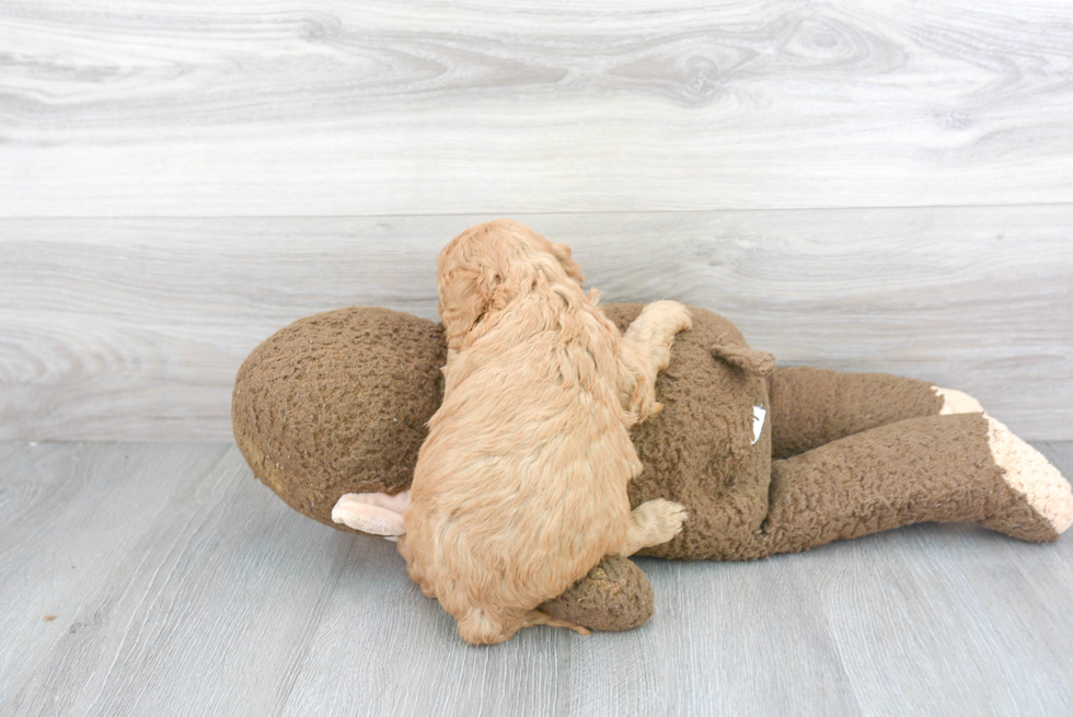 Cute Cavapoo Baby