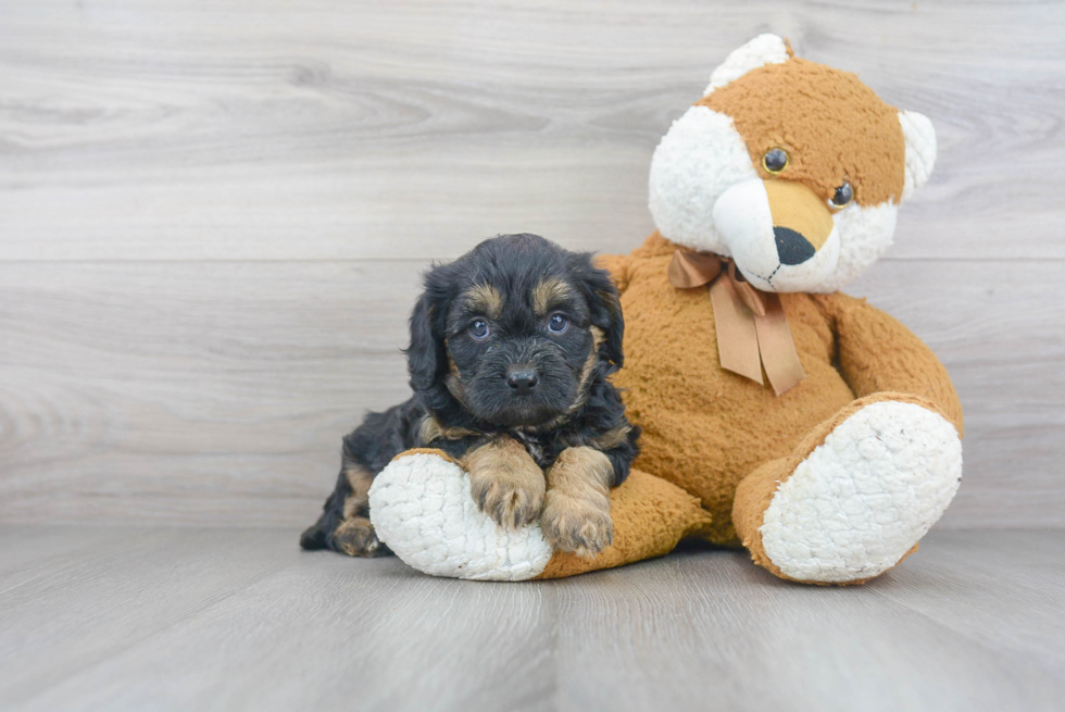 Best Cavapoo Baby