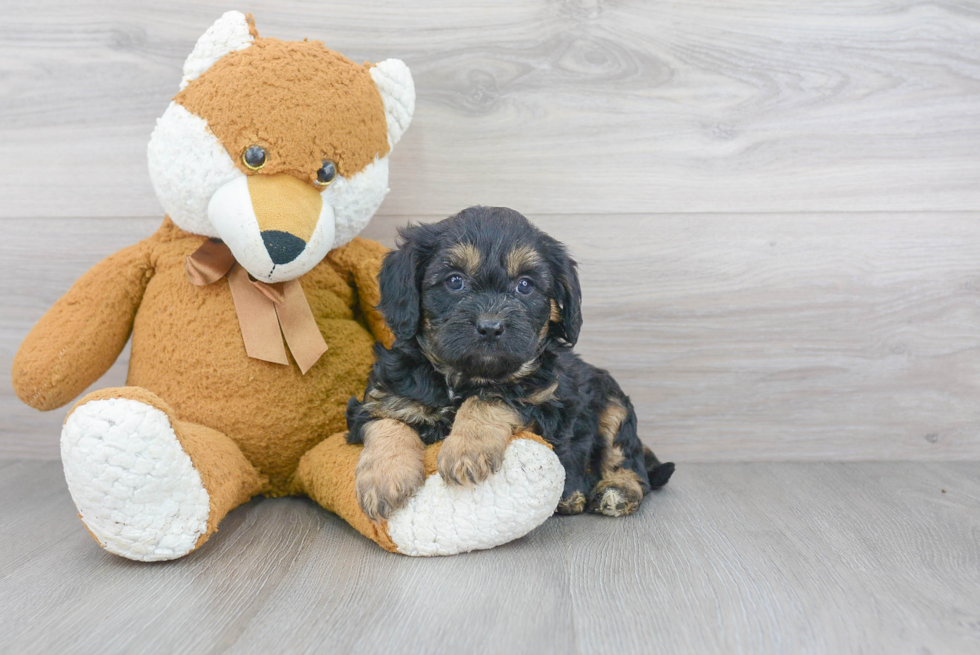 Cavapoo Pup Being Cute