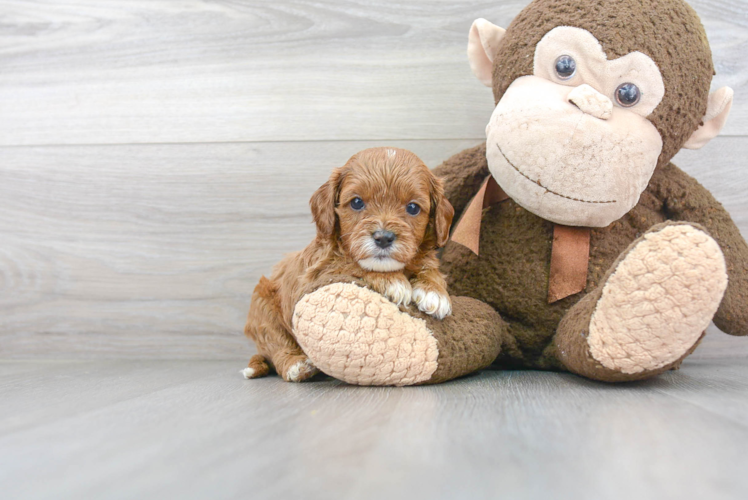 Cute Cavapoo Baby