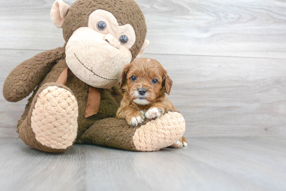 Sweet Cavapoo Baby