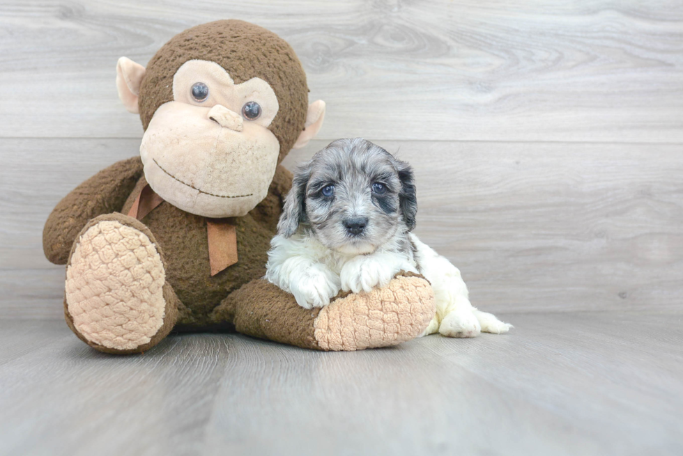 Popular Cavapoo Poodle Mix Pup