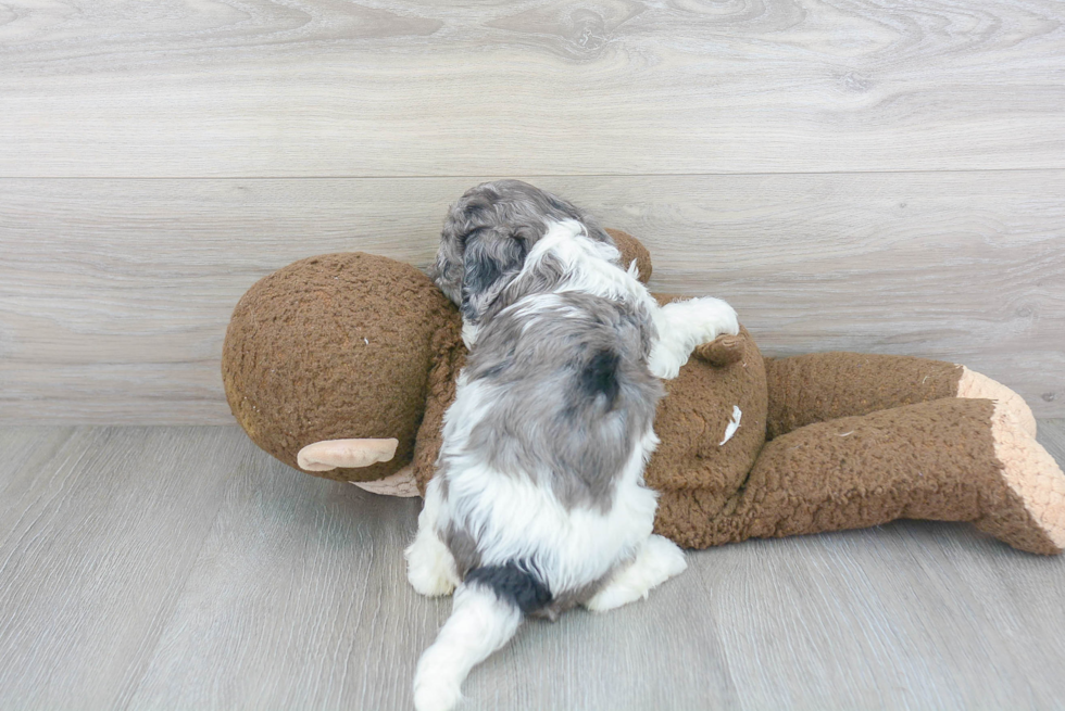 Playful Cavoodle Poodle Mix Puppy