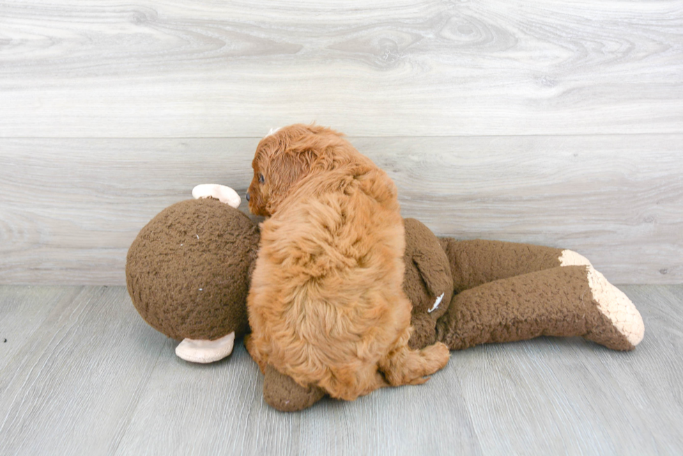 Smart Cavapoo Poodle Mix Pup