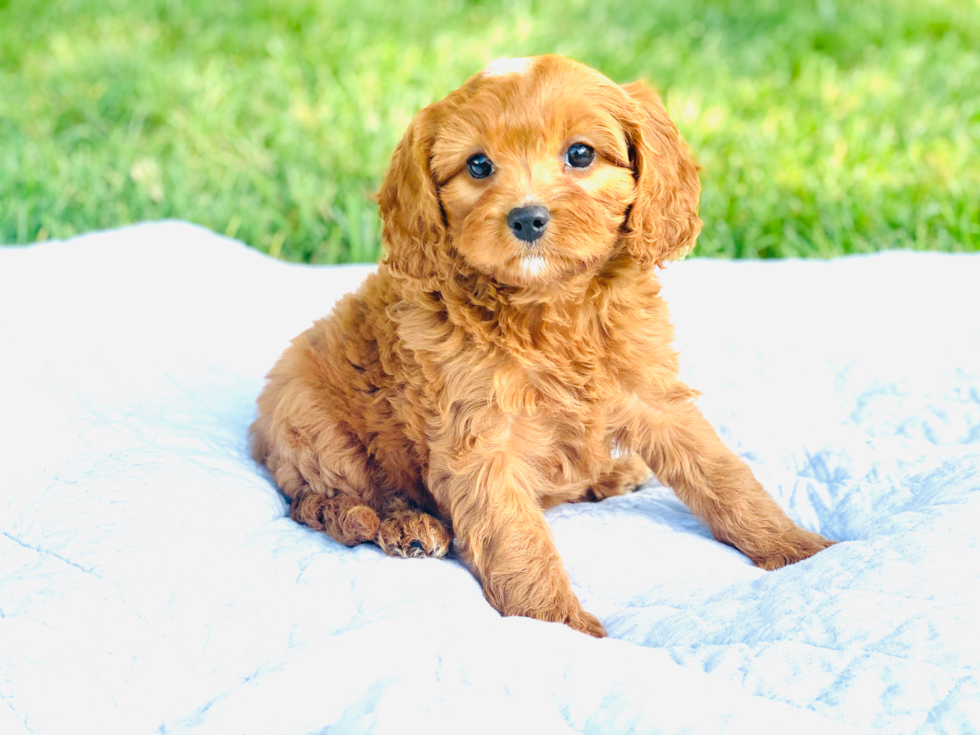 Playful Cavoodle Poodle Mix Puppy