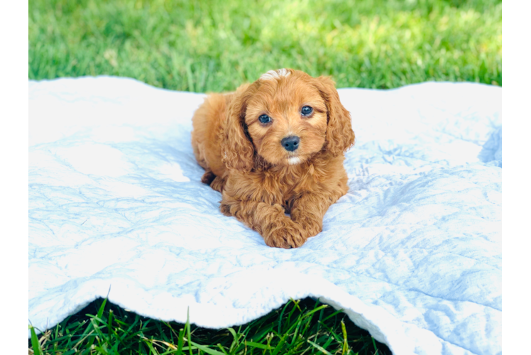 Playful Cavoodle Poodle Mix Puppy