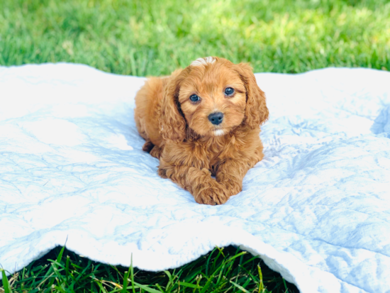 Playful Cavoodle Poodle Mix Puppy