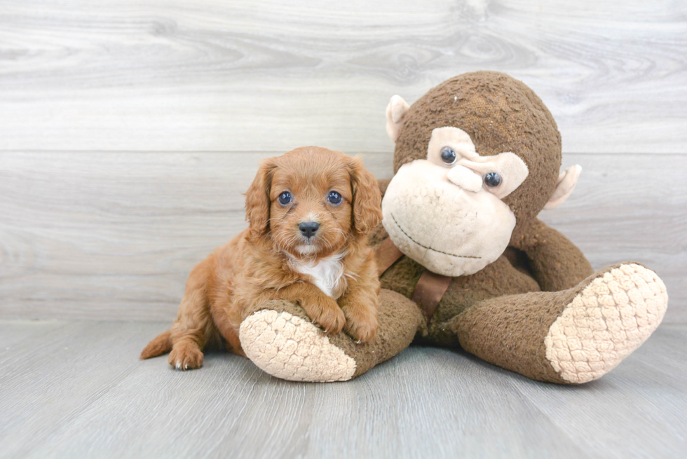 Best Cavapoo Baby