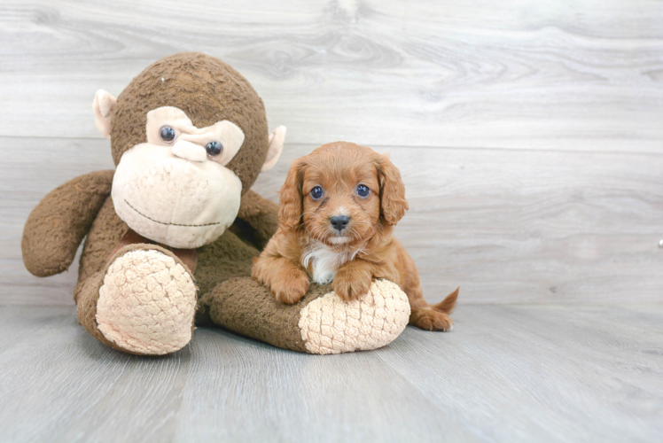 Cavapoo Puppy for Adoption