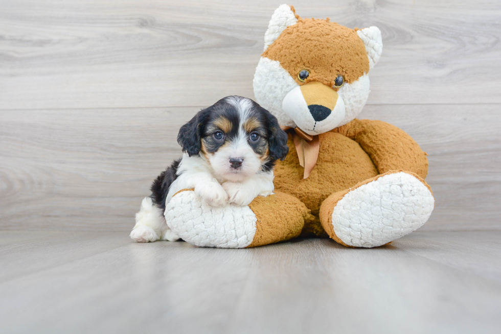 Cavapoo Pup Being Cute